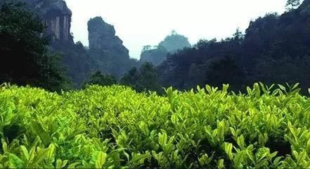 武夷岩茶与朝代的那些事儿 从宋代贡茶到清代名扬