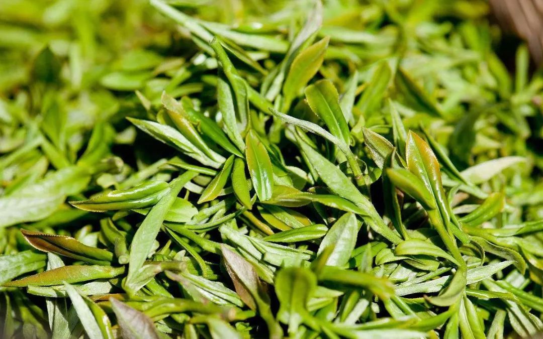饮茶札记丨龙井茶 茶叶